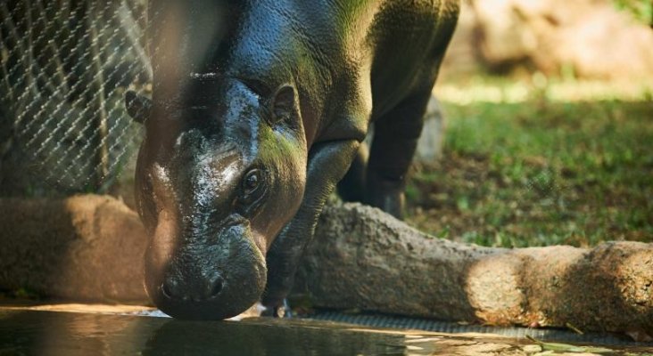 Tras la polémica con las orcas, Loro Parque tendrá hipopótamos en cautividad|Foto: Andrés Gutiérrez La Opinión de Tenerife