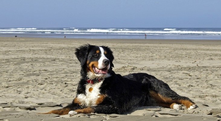 Las 10 mejores playas de España para disfrutar con perros