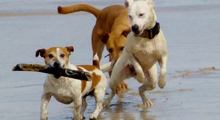 Las 10 mejores playas de España para disfrutar con perros