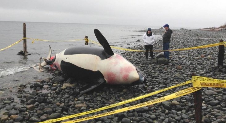 Descubren la principal amenaza para el turismo de avistamientos en Canarias y Gibraltar|Foto:Una orca embarazada y muerta en Courtenay, Columbia Británica (Reuters), El Confidencial