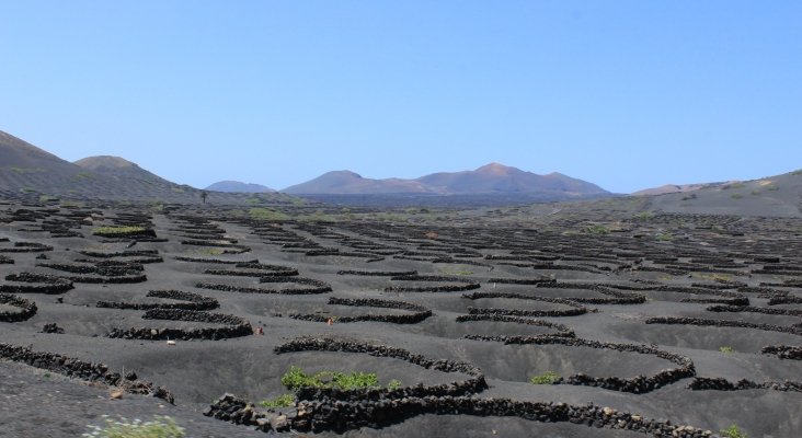 TUI Care y Futouris presentan proyecto para conservar cultivo tradicional de uva