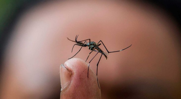 Sanidad confirma dos casos de ‘dengue español’|Foto: TVE