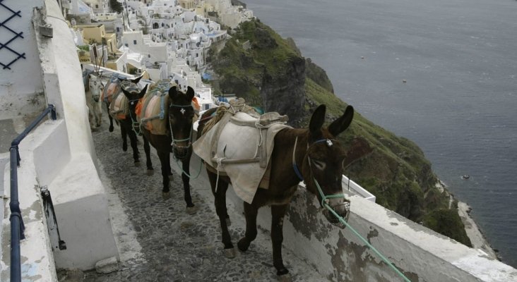Los turistas con sobrepeso no podrán pasear en burro en Grecia|Foto: CNN