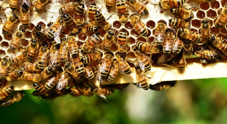 Isla de Pascua podría convertirse en reserva mundial de abejas