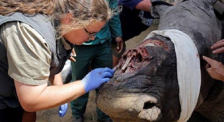 China aprueba uso medicinal de cuernos de rinoceronte y huesos de tigres|Foto: Efe vía Sur