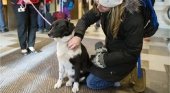Un hotel aloja a perros abandonados para promover la adopción|Foto: Notas de Mascotas