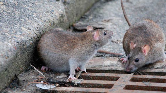 Las ratas se apoderan de la ciudad de Málaga