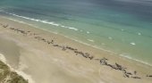 Mueren 145 ballenas en Nueva Zelanda tras quedarse varadas|Foto: EFE vía Sur