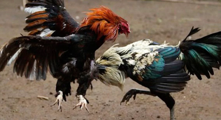 Puerto Rico perderá millones de dólares con la prohibición de peleas de gallos|Foto: El Día
