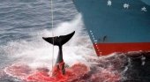"Japón se convierte ahora en una nación ballenera pirata”