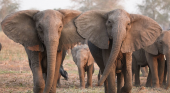 Algunos elefantes nacen sin colmillos como mecanismo de defensa ante la caza furtiva|Foto: ELEPHANTVOICES vía National Geographic