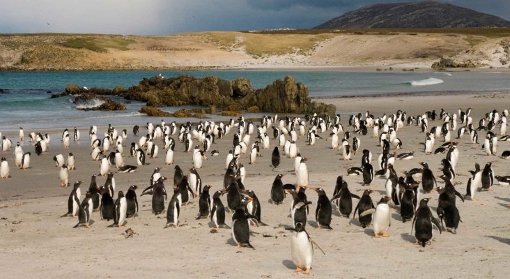 Se vende una de las islas Malvinas poblada por miles de pingüinos|Foto: Travel+Leisure