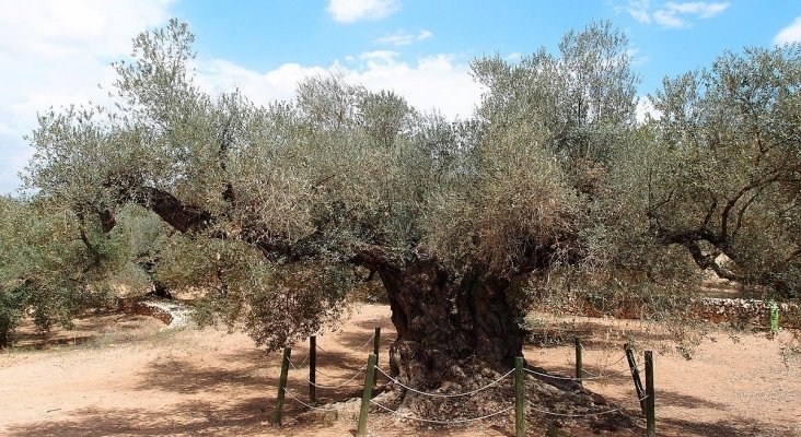 La Farga de Arión, olivo centenario de Tarragona