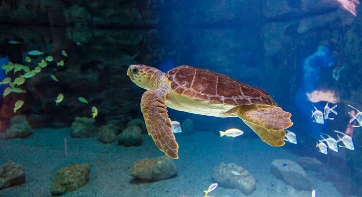 TORTUGA BOBA2 TORTUGA BOBA2