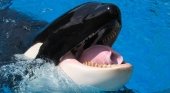 Canadá prohíbe nuevos cetáceos en los acuarios| Foto: TheThings.com