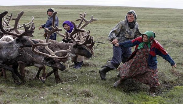 Siberia podría tener que sacrificar 250.000 renos por el aumento de la temperatura