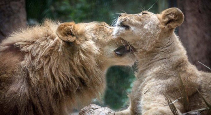 Loro Parque presenta sus novedades en FITUR