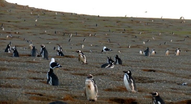 El turismo amenaza al mayor atractivo de Isla Magdalena: los pingüinos |Foto: CC BY-SA 3.0 Mariebel