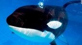 Muere Kayla, la orca más longeva de SeaWorld que nunca nadó en el océano | Foto: CNN