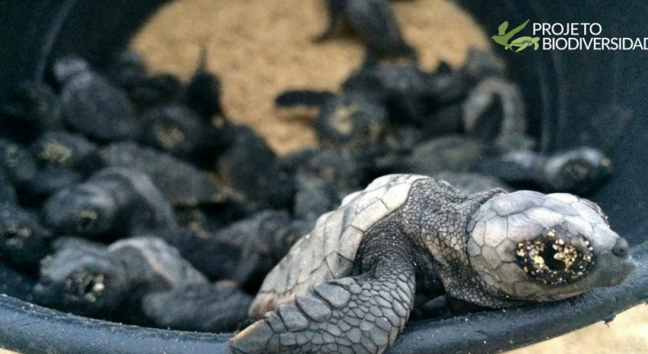 Cabo Verde registra cifras récord de anidación de la tortuga "Caretta caretta"