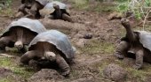 Nacen las primeras tortugas galápagos en libertad en 100 años  | Foto: La Voz del Despertar