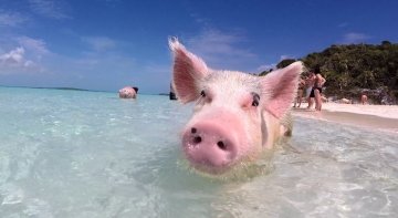 Cerdos muerden a Michele Lewin en Bahamas
