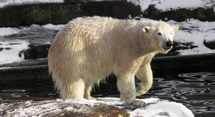 Osos polares invaden población rusa por culpa del cambio climático