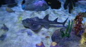 Dos tiburones raya, nuevos inquilinos de Loro Parque| Fotograma del vídeo Bowmouth Guitarfish publicado por Loro Parque en Facebook