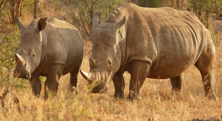 Pena de muerte para los cazadores furtivos en Kenia