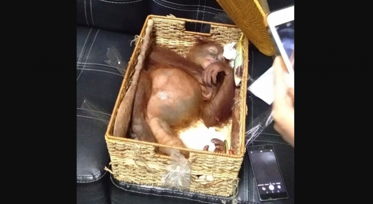 Encuentran a un orangután drogado en la maleta de un turista |Foto: Antara Foto Agency/Reuters vía Huffpost