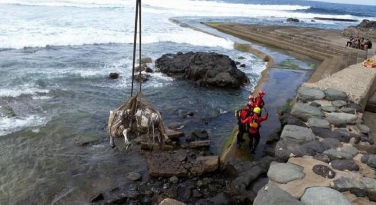 Explican la extraña aparición de toros muertos en las costas de Canarias|Foto: Retiran el cadáver de un toro en la costa de Gran Canaria- Grupo de Rescate Delta Agaete vía La Provincia