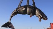 Plásticos, la gran amenaza de la vida marina | Foto: Ballena cachalote hallada muerta en Italia- SEAME Sardinia Onlus vía AP