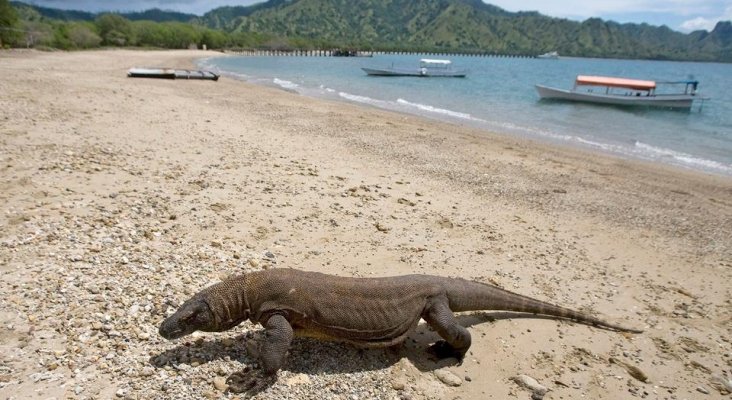 Indonesia obligada a elegir entre los dragones y el turismo |Foto: Tagesschau