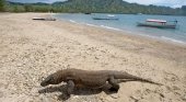 Indonesia obligada a elegir entre los dragones y el turismo |Foto: Tagesschau