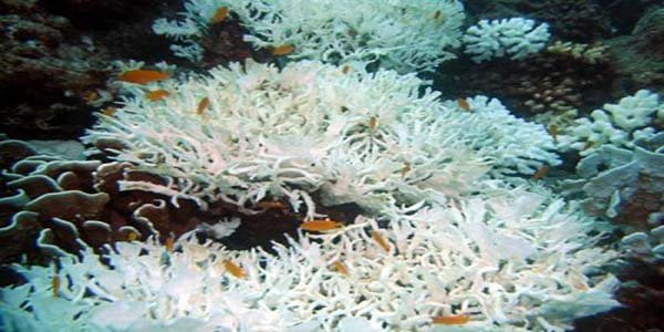 Medidas extremas en Tailandia para salvar los corales
