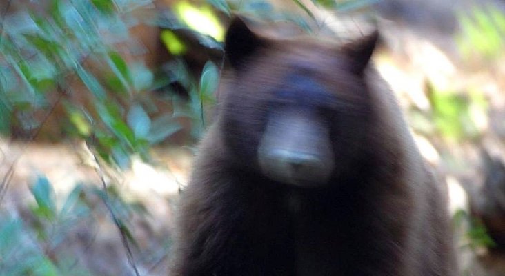 Excursionista sobrevive al ataque de un oso en mitad de la montaña