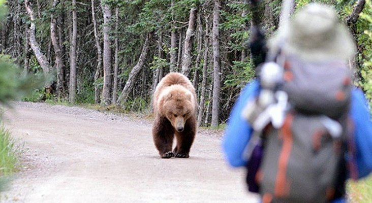 Excursionista sobrevive al ataque de un oso en mitad de la montaña