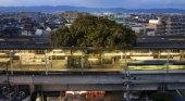 El árbol sagrado que sobrevivió a la ampliación de una estación de tren | Foto: Kosaku Mimura/Nikkei vía Cultura Inquieta