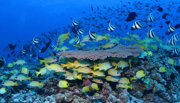 Hawái contará con una espacio protegido tres veces más grande que España