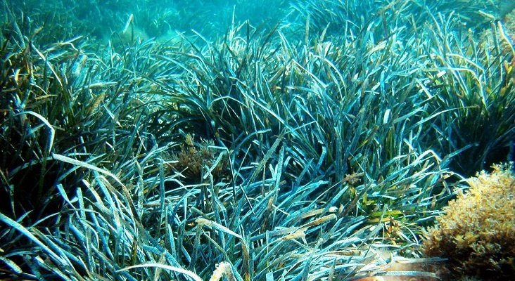 'El Bosque Marino', la baza de Mallorca para recuperar la posidonia| Foto: Alberto Romeo CC BY-SA 2.5