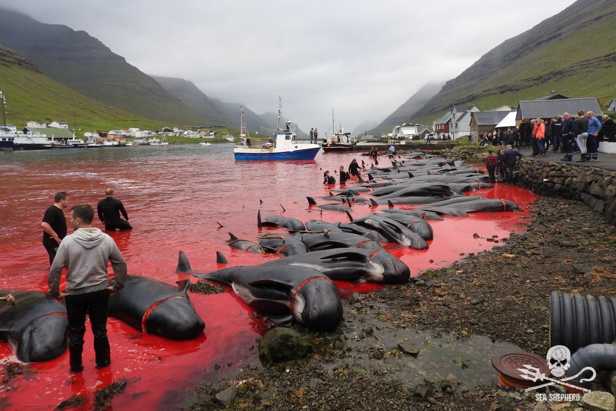 La matanza de cientos de cetáceos en islas Feroe