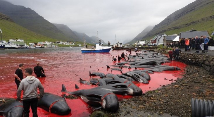 La matanza de cientos de cetáceos en las islas Feroe: ¿tradición o barbarie? | Foto: Sea Shepherd