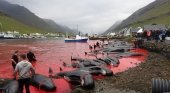 La matanza de cientos de cetáceos en las islas Feroe: ¿tradición o barbarie? | Foto: Sea Shepherd