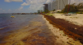 "Un mar de sargazo" amenaza al turismo en el Caribe mexicano | Foto: Red de Monitoreo del Sargazo en Cancún vía Facebook