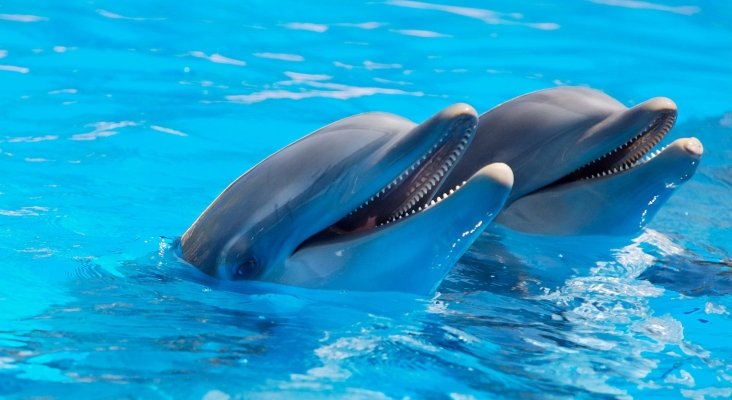 Prisión para el director y veterinario de un delfinario por maltrato animal