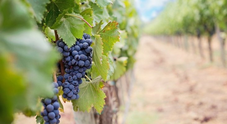 grapes 1952035 1920 grapes 1952035 1920
