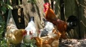 La queja de los turistas destapa un gallinero ilegal en Asturias