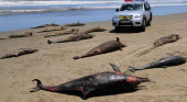 Los sonares, una amenaza letal para los animales marinos |Foto: Green World Warriors