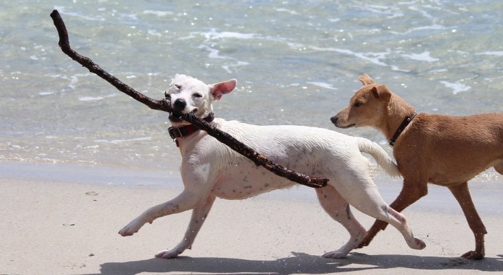 Mallorca ‘pet friendly’: una nueva playa habilita un espacio para perros