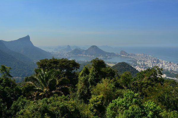 Repueblan el mayor bosque urbano del mundo